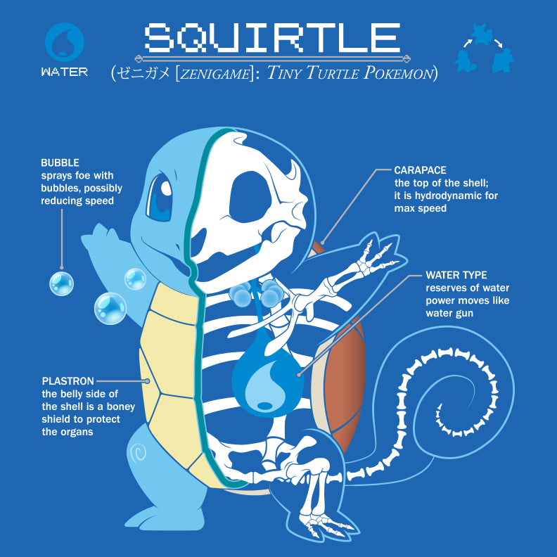 2882 - Squirtle Anatomy